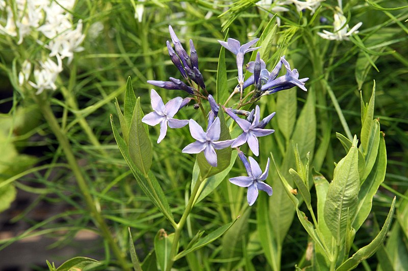 File:Amsonia tabernaemontana Blue Ice 5zz.jpg