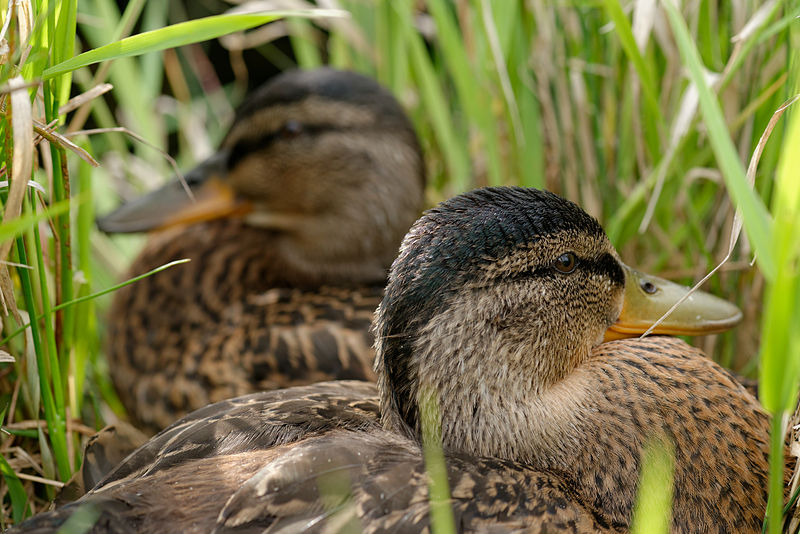 File:Anas platyrhynchos fledgeling JdP 2013-05-28.jpg