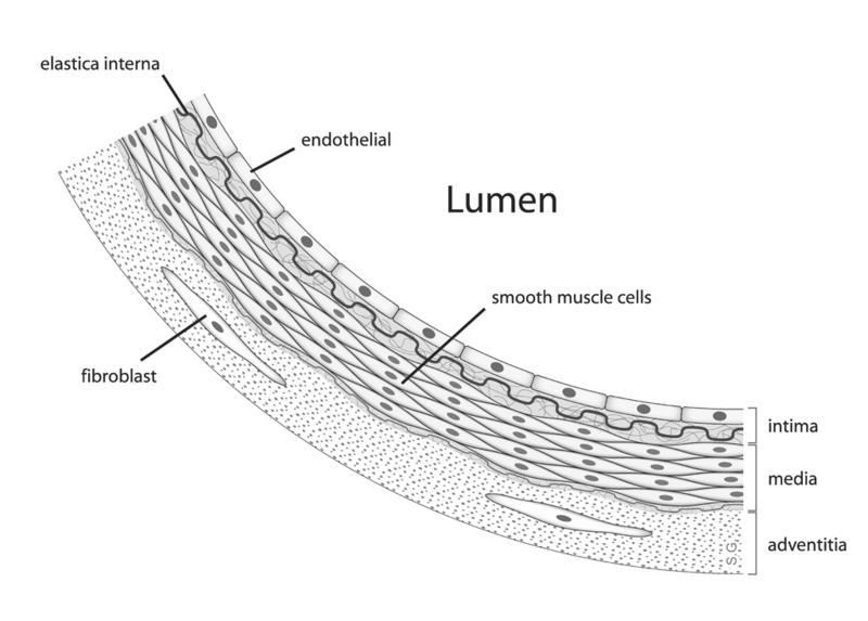 File:Anatomy artery.png