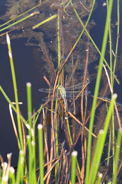 File:Anax imperator (4).jpg