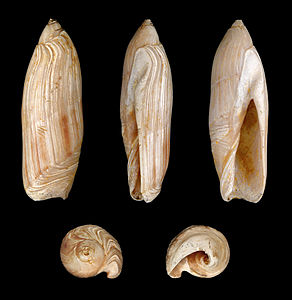 Ancilla canalifera