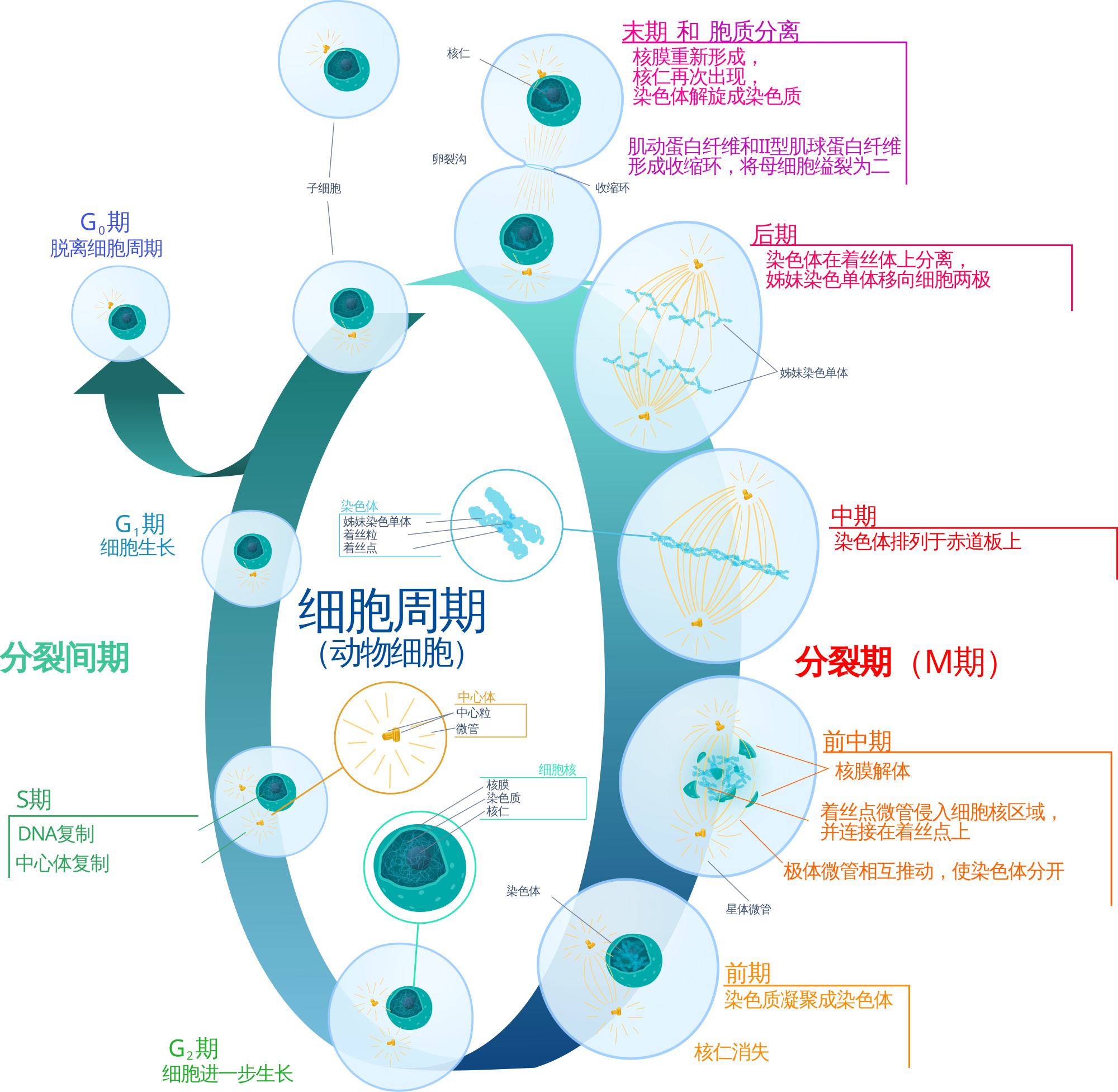 2000px-Animal_cell_cycle-zh-hans.svg.png#s-2000,1953