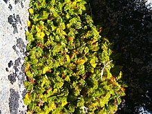 Anisotome procumbens, alpine snowpatch bitki örtüsü, Snowy South (2519837911) .jpg