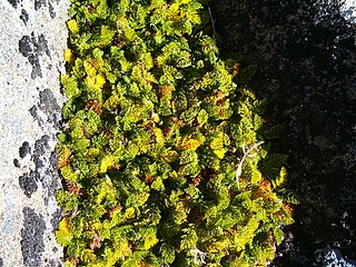 <i>Anisotome procumbens</i> Species of flowering plant