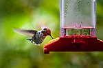 Thumbnail for File:Anna's Hummingbird Vancouver Island.jpg