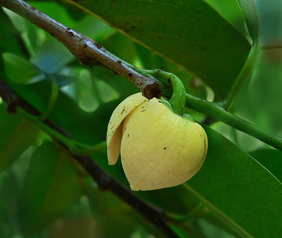 TÌNH YÊU CÂY CỎ  - Page 18 567px-Annona_glabra_fl