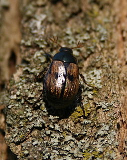 <i>Anomala binotata</i> species of beetle