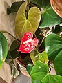 Anthurium scherzerianum Flor de flamenco Autor: Paula Rodil Lamas