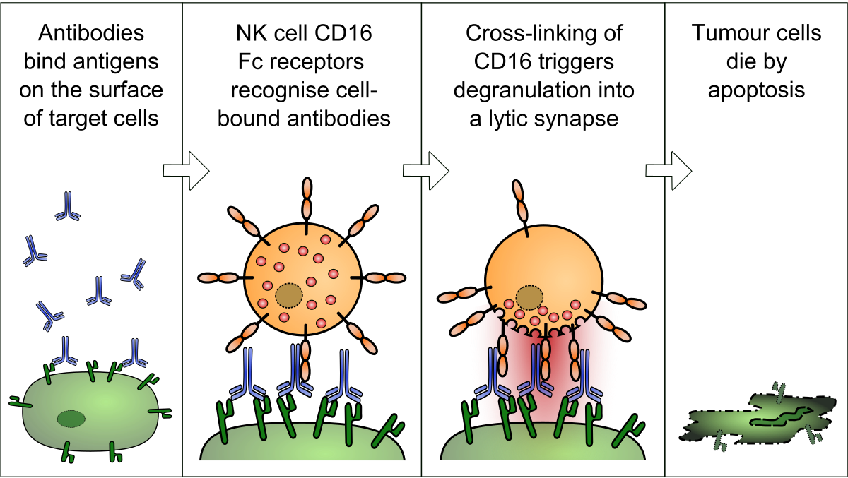 anticorpi de helmint