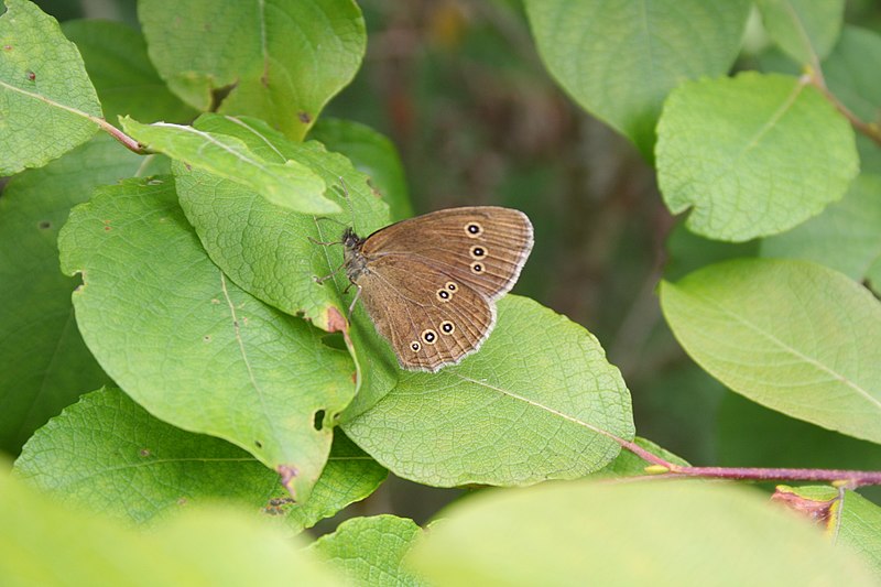 File:Aphantopus hyperantus, Chateau-Lambert - img 13367.jpg