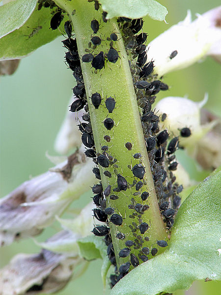 File:Aphis fabae, zwarte bonenluis.jpg