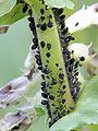Aphis fabae (aphids) on broad bean