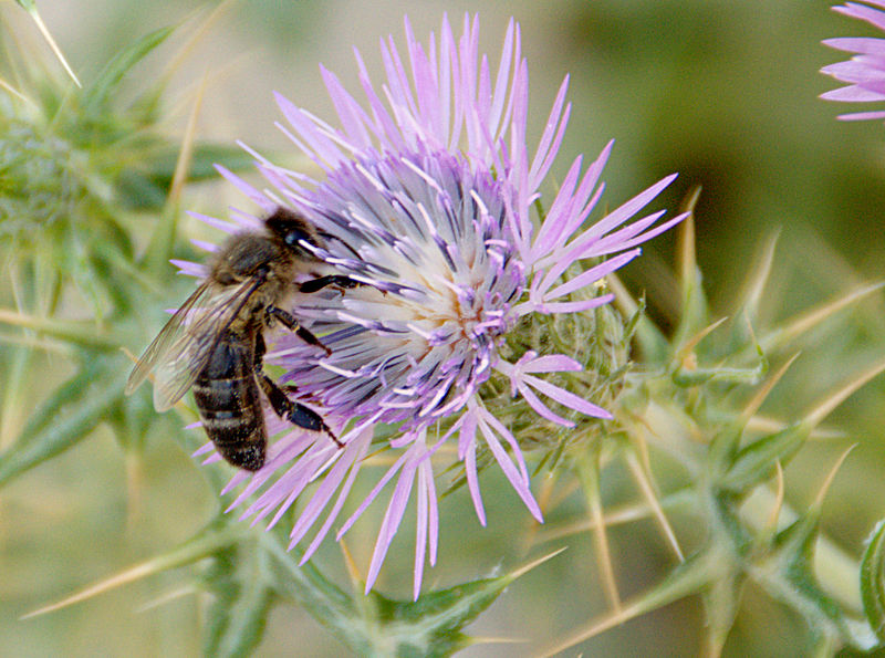 File:Apis mellifera intermissa 01, Tunisia 2013.jpg