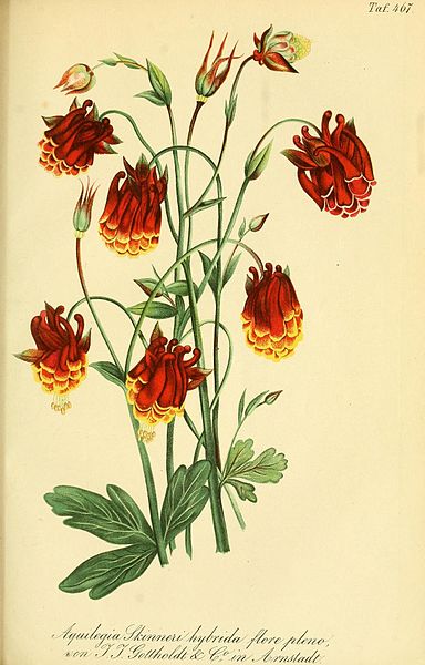 File:Aquilegia skinneri hybrida flore pleno - Gartenflora 14, taf. 467.jpg