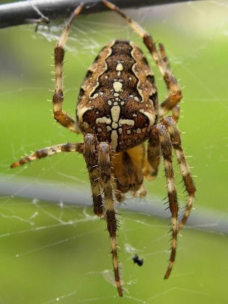 File:Araneus diadematus - Kreuzspinne von oben.jpg