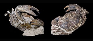 <i>Archaeogeryon</i> Extinct genus of crabs