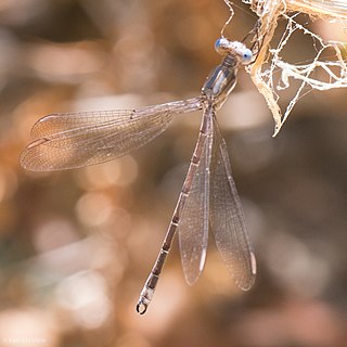 Archilestes californicus