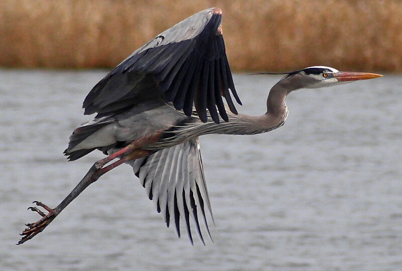 File:Ardea herodias -Montezuma National Wildlife Refuge, USA-8c.jpg