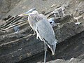 Ardea herodias in the Galapagos