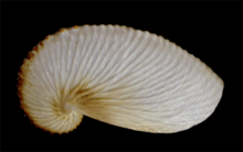 Argonauta nouryi eggcase.png 