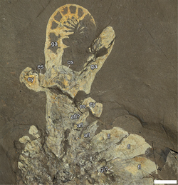 Aria et al. 2020 Anomalocaris canadensis head ROMIP 51212.png