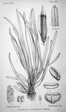 Aridarum montanum рисунок.png