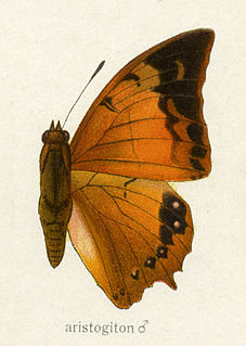 <i>Charaxes aristogiton</i> Species of butterfly