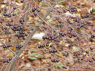 Die Apfelbeeren (Aronia) sind 