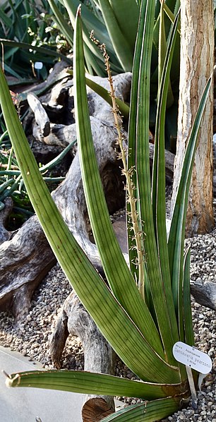 File:Asparagaceae Sansevieria pearsonii 1.jpg