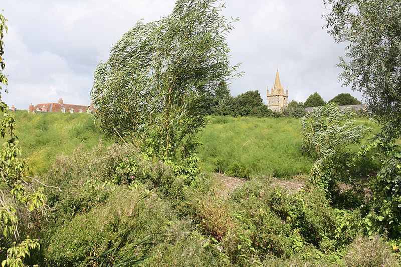 File:Asparagus field, Evesham - geograph.org.uk - 2047705.jpg