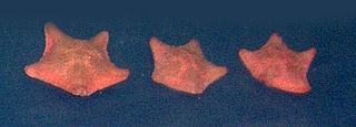 <i>Asterina gibbosa</i> Species of starfish