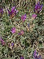 Astragalus purpureus