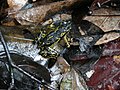 Atelopus hoogmoedi 12982604.jpg