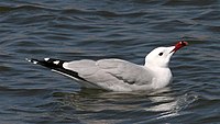 Audouin`s gull (Larus audouinii) (3).jpg