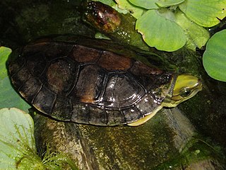 Yellow-headed box turtle species of reptile