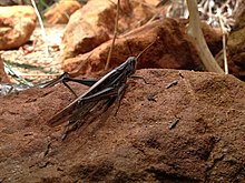 Austracris guttulosa locust.JPG