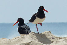 Pair of Australian Pied Oystercatchers Australian Pied Oystercatcher.jpg