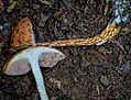 Miniatuur voor Bestand:Austroboletus rarus 411197.jpg