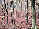 Forêt de Meerdael