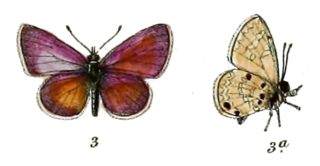 <i>Azanus uranus</i> Species of butterfly