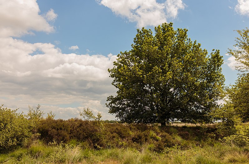 File:Balloërveld, natuurgebied in Drenthe 18.jpg