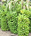 Un-ripened Banana bunch --- தமிழ்நாட்டின் காயாக இருக்கும் வாழைத்தார்கள்
