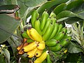 Thumbnail for Banana production in Iceland