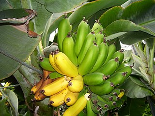 Banana production in Iceland