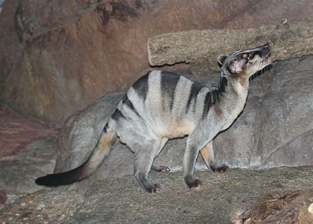 Musang belang