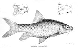 Labeobarbus intermedius