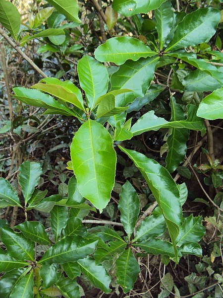 File:Barringtonia acutangula 02.JPG