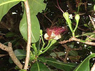<i>Barringtonia</i> Genus of flowering plants