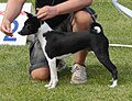 Basenji, black & white