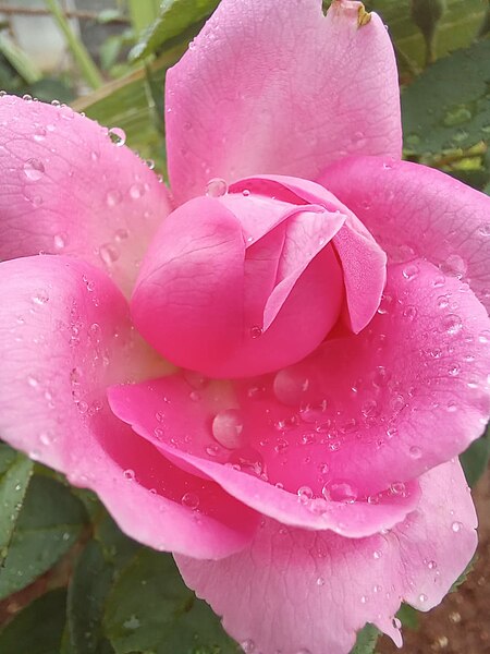 File:Beautiful rose photography.jpg